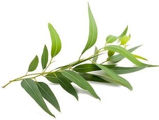 Eikalipta ēteriskā eļļa Sattva Ayurveda Eucalyptus, 10 ml cena un informācija | Ēteriskās eļļas, kosmētiskās eļļas, hidrolāti | 220.lv