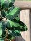 Dekoratīvais koks Bonsai māla podā-GP TRUST cena un informācija | Dārza dekori | 220.lv