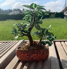 Dekoratīvais koks Bonsai māla podā-GP TRUST cena un informācija | Dārza dekori | 220.lv