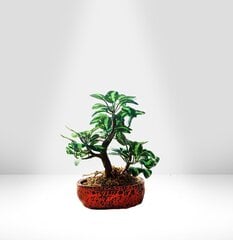 Декоративное дерево Бонсай в глиняном горшочке GP TRUST цена и информация | Декоры для сада | 220.lv