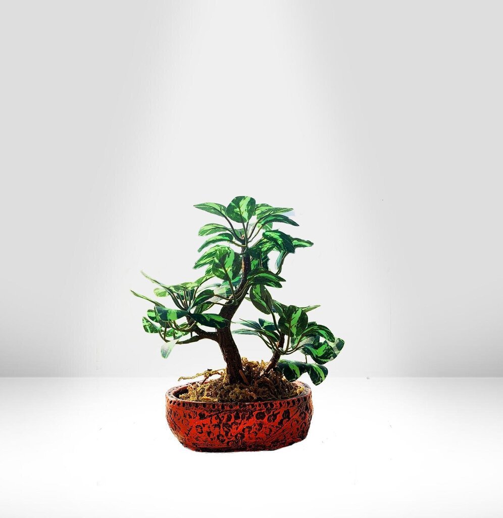 Dekoratīvais koks Bonsai māla podā-GP TRUST цена и информация | Dārza dekori | 220.lv