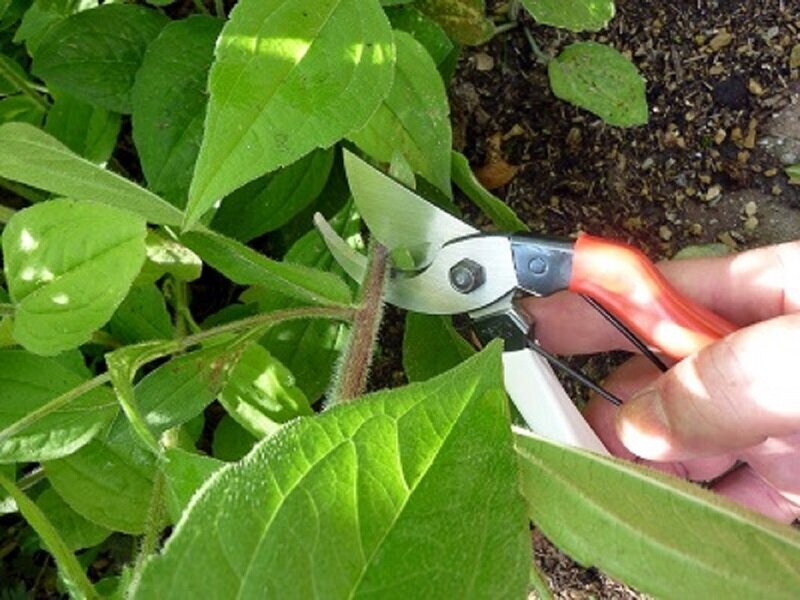 Dārza šķēres Okatsune cilvēkiem ar mazām plaukstām cena un informācija | Dārza instrumenti | 220.lv