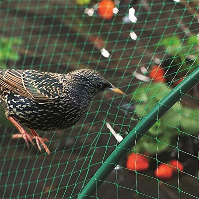 Aizsargtīkls pret putniem Garden Line, 2x5 m цена и информация | Dārza instrumenti | 220.lv