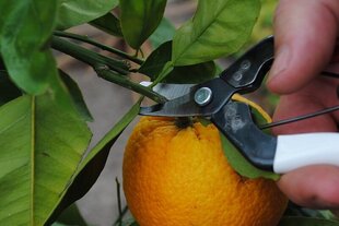 Ножницы для сбора урожая Okatsune с короткими изогнутыми лезвиями цена и информация | Ветки | 220.lv