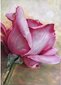 Dimantu mozaīkas komplekts "Rožu zieds" cena un informācija | Dimantu mozaīkas | 220.lv