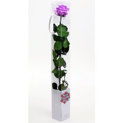 Stabilizēta roze Amorosa Standard Bright Lilac cena un informācija | Stabilizētās rozes, augi | 220.lv