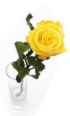 Долгоцветущая мини роза Amorosa, 25 см цена и информация | Спящие стабилизированные розы, растения | 220.lv