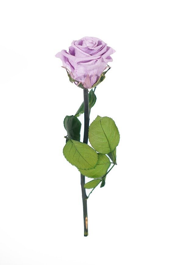Mūžīgi ziedošā mini roze Amorosa, 25 cm cena un informācija | Stabilizētās rozes, augi | 220.lv