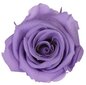Mūžīgi ziedošā mini roze Amorosa, 25 cm цена и информация | Stabilizētās rozes, augi | 220.lv