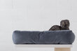 Gultiņa kaķiem Samana, gaišos krēmkrāsas toņos cena un informācija | Suņu gultas, spilveni, būdas | 220.lv