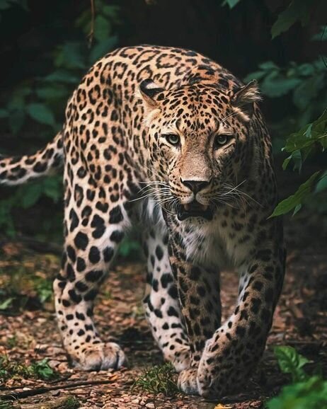 Pleds Leopard 120 x 150 cm cena un informācija | Gultas pārklāji, pledi | 220.lv