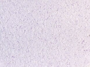 Šķidrās tapetes Poldecolor 14-9, violetas bez spīdumiem cena un informācija | Tapetes | 220.lv
