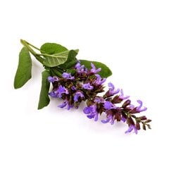 Sylveco Натуральный цветочный дезодорант (5902249011456) цена и информация | Дезодоранты | 220.lv