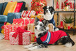 Amiplay džemperis sunim Bergen Navy Blue, 19 cm цена и информация | Apģērbi suņiem | 220.lv