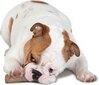 PetSafe košļājamā rotaļlieta suņiem Dogwood XS cena un informācija | Suņu rotaļlietas | 220.lv