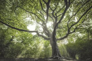 Mājas aromāta pildviela Culti Mediterranea, 1000 ml cena un informācija | Mājas aromāti | 220.lv