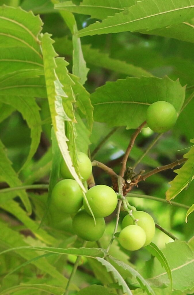 Ājurvēdas pretblaugznu šampūns Khadi Neem Balance 200 ml cena un informācija | Šampūni | 220.lv