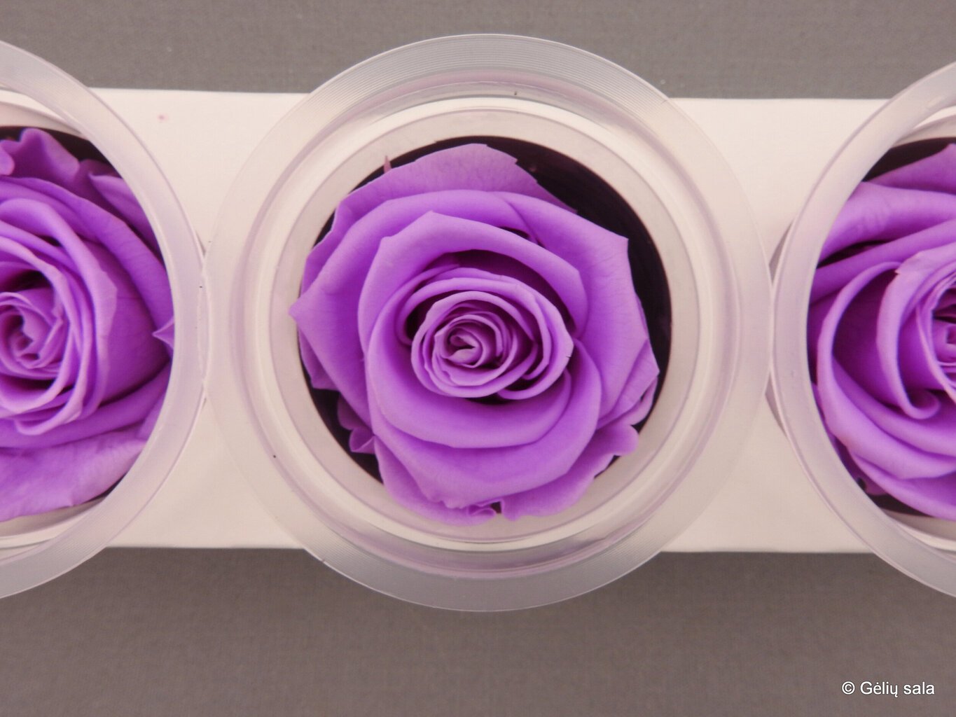 Stabilizēta roze Kiara, XL, violeta цена и информация | Stabilizētās rozes, augi | 220.lv