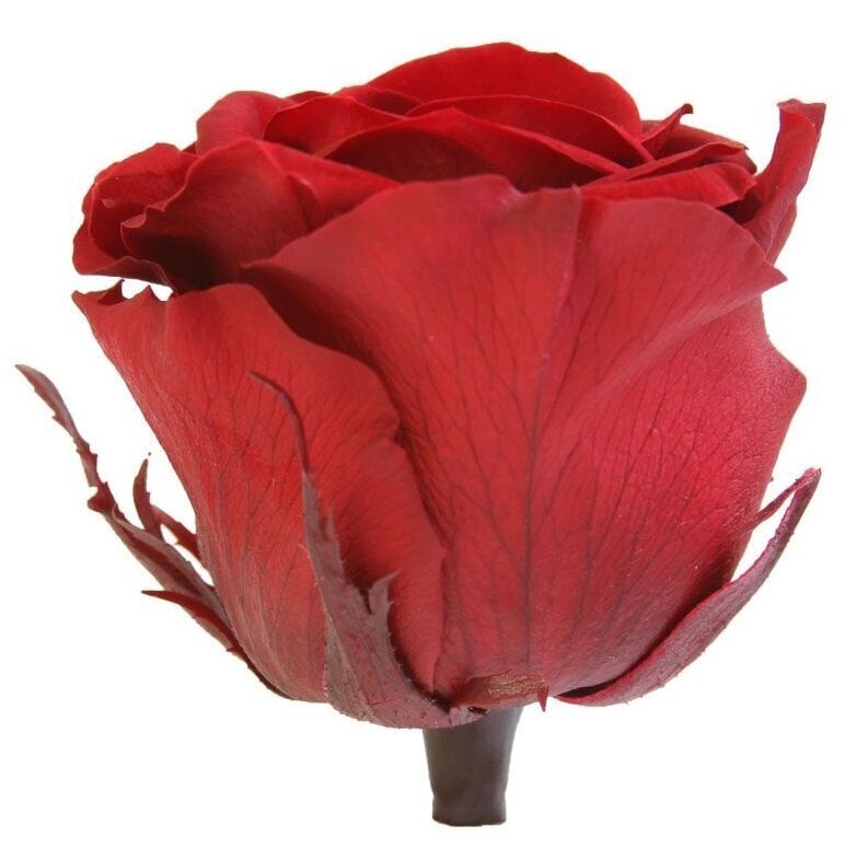 Stabilizētas rozes Standard 6 gab., tumši sarkanas/bordo цена и информация | Stabilizētās rozes, augi | 220.lv