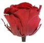 Stabilizētas rozes Standard 6 gab., tumši sarkanas/bordo цена и информация | Stabilizētās rozes, augi | 220.lv