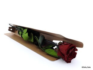 Спящая роза 55 см, цвет бордо цена и информация | Спящие стабилизированные розы, растения | 220.lv