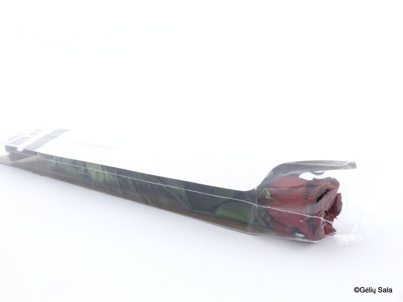 Snaudoša roze 55 cm, bordo krāsā цена и информация | Stabilizētās rozes, augi | 220.lv