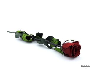 Snaudoša roze 55 cm, bordo krāsā cena un informācija | Stabilizētās rozes, augi | 220.lv