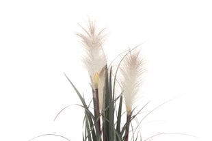 4Living искусственное растение Тростник, 55 см цена и информация | цветочные соцветия 1 шт | 220.lv