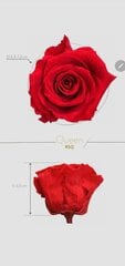 Стабилизированные розы, красные цена и информация | Спящие стабилизированные розы, растения | 220.lv