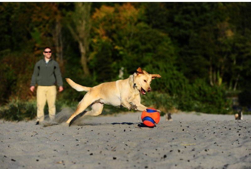 Chuckit rotaļlieta sunim bumba Kick Fetch S cena un informācija | Suņu rotaļlietas | 220.lv