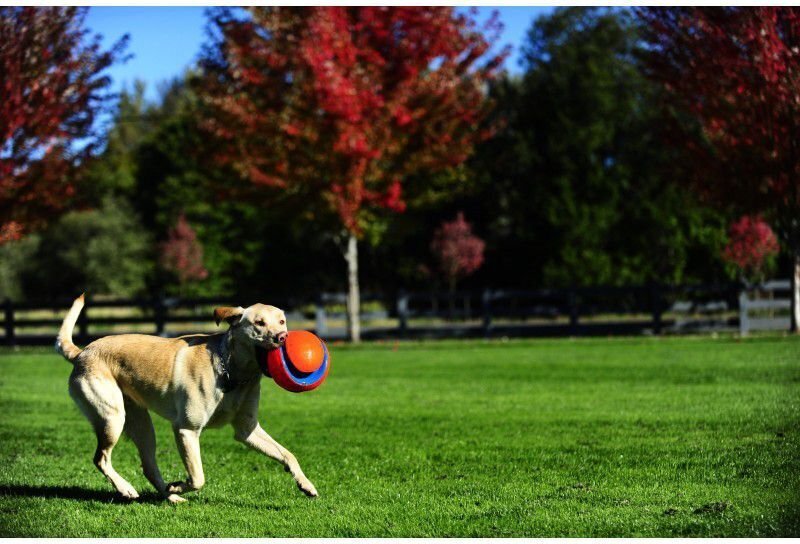 Chuckit rotaļlieta sunim bumba Kick Fetch L cena un informācija | Suņu rotaļlietas | 220.lv