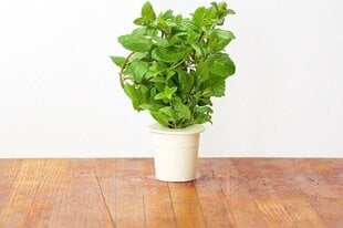 Click & Grow Smart Garden refill Мята3 штуки цена и информация | Проращиватели, лампы для растений | 220.lv