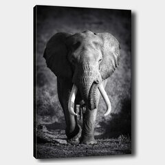 Репродукция на холсте Слон цена и информация | Картины | 220.lv