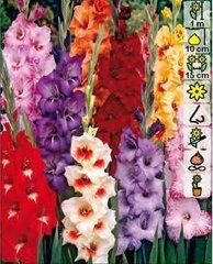 Гладиолус Gladiolus Mixed  цена и информация | Луковичные цветы | 220.lv