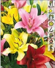 Лилии, различные цвета, 3 шт. цена и информация | Луковичные цветы | 220.lv