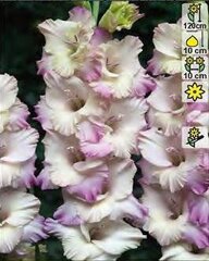 Gladiola tampere, 5 gab. цена и информация | Луковичные цветы | 220.lv