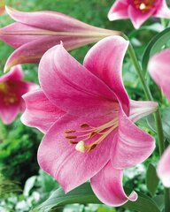 Trompetlilijas Pink Heaven цена и информация | Луковичные цветы | 220.lv