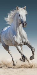 Pludmales dvielis Horse 03, 70 x 140 cm cena un informācija | Dvieļi | 220.lv