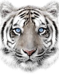 Pleds Tiger 120 x 150 cm цена и информация | Покрывала, пледы | 220.lv