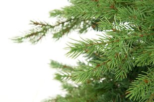 Рождественская елка Winteria Premium 240 м цена и информация | Искусственные елки | 220.lv