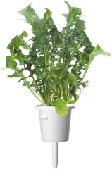 Click & Grow Smart Garden refill Руккола 3 штуки цена и информация | Проращиватели, лампы для растений | 220.lv