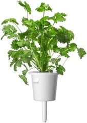 Click & Grow Smart Garden refill Кориандр 3 штуки цена и информация | Проращиватели, лампы для растений | 220.lv