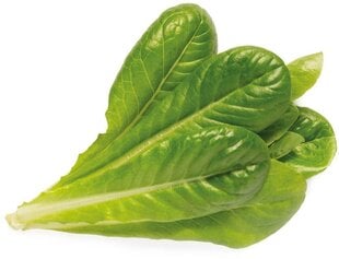 Click & Grow gudrā augu dārza uzpilde Romiešu salāti 3gb. cena un informācija | Diedzēšanas trauki | 220.lv