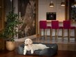 Hobbydog guļvieta Comfort Black Ekolen, L, 65x50 cm цена и информация | Suņu gultas, spilveni, būdas | 220.lv
