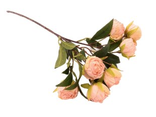 Веточка роз cream pink цена и информация | Искусственные цветы | 220.lv