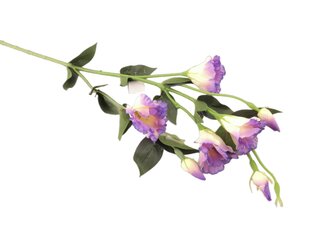 Eustoma cream purple цена и информация | Искусственный букет DKD Home Decor, 2 шт | 220.lv