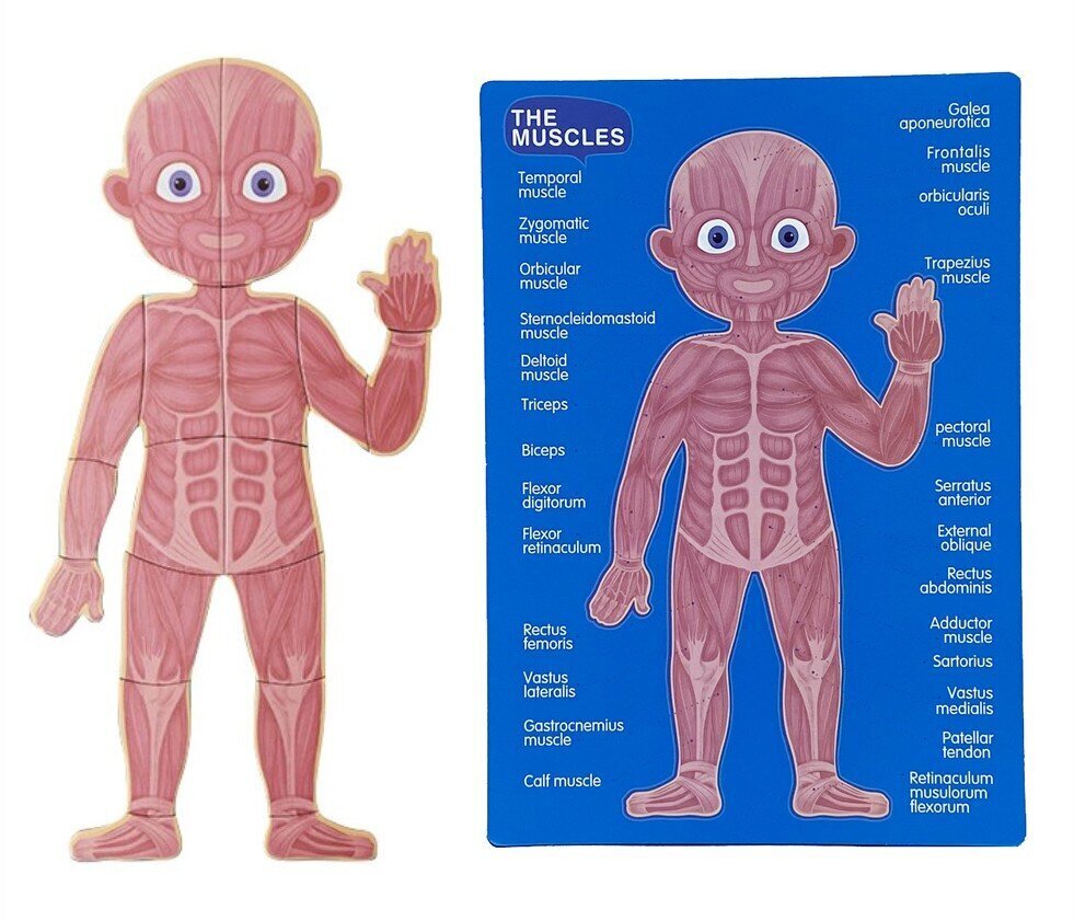 Magnētiskā puzle Cilvēka anatomija cena un informācija | Puzles, 3D puzles | 220.lv