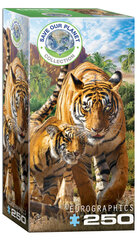 Puzle Eurographics, 8251-5559, Tigers, 250 gab. цена и информация | Пазлы | 220.lv