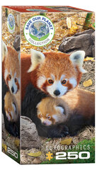 Puzle Eurographics, 8251-5557, Red Pandas, 250 gab. цена и информация | Пазлы | 220.lv