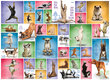 Puzle Eurographics, 6000-0954, Yoga Dogs, 1000 gab. cena un informācija | Puzles, 3D puzles | 220.lv